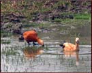 Duck, Bharatpur Bird Sanctuary