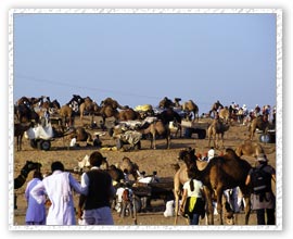 Camel Fair, Pushkar Vacations