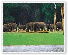 Elephants, Chinnar Wildlife Sanctuary
