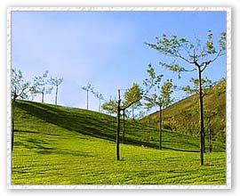 Tea Plants, Coorg  Travel Package