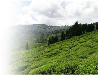 Tea State Garden, Darjeeling Tour & Travel