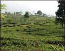 Tea Estate, Darjeeling