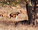 Deer, Badhavgarh National Park