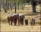 Elephant Safari, Kanha National Park