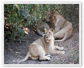 Lions, Gir Wildlife Sanctuary