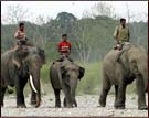 Elephant Safari, Gorumara National Park
