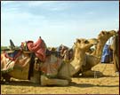 Camel Safari, Jaisalmer 