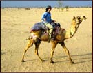 camel Safari, Jaisalmer