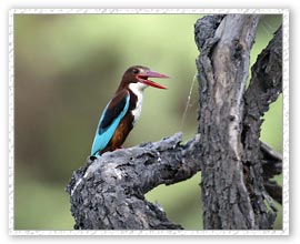 Kingfisher, Bharatpur Bird Sanctuary