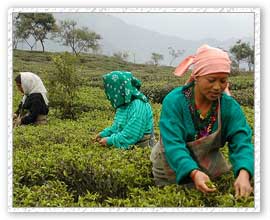 Plucking Tea Leaves By Workers, Makaibari Tour
