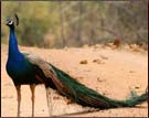 Peacock, Kanha National Park