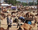 Camel Fair, Pushkar 