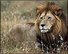 Lion, Sasan Gir National Park