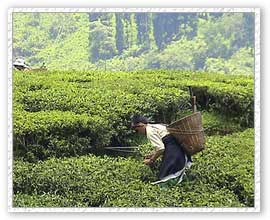 Tea Garden, Darjeeling Tour