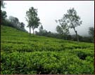 Tea Garden, Coonoor