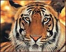 Tiger Safari, Bandhavgarh National Park