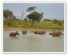 Elephants, Udawalawe National Park