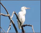 Bird, Bandhavgarh National Park