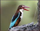 Kingfisher, Keoladeo National Park