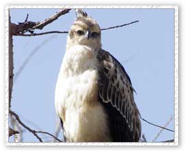 Crested Hawk, Bahratpur Bird Sanctuary