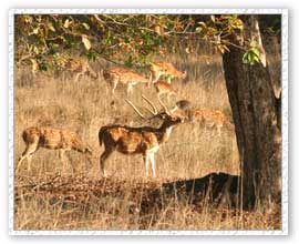 Deer, Bandhavgarh National Park