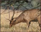 Deer, Dudhwa National Park