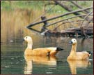 Duck, keoladeo National park