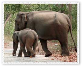 Elephant Safari, Corbett National Park