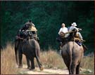 Elephant Riding, Dudhwa National Park