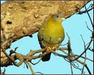 Yellow Footed Green Pigeon, Dudhwa National Park