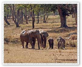 Elephants Safari, Kanha National Park