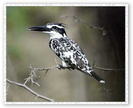 Pied Kingfisher, Bahratpur Bird Sanctuary