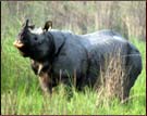 Rhino, Dudhwa National Park