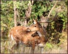 Spotted Deer, Bandhavgarh National Park