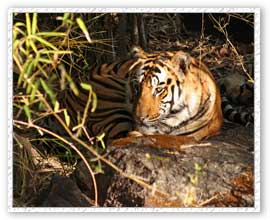 Tiger Safari, Bandhavgarh National Park