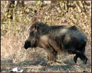 Wild Boar, Ranthambore National Park