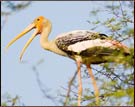 Painted Stork, Bharatpur Bird Sanctuary Tour & Travel