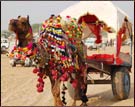 Camel in Pushkar Fair, Pushkar Tour & Travel