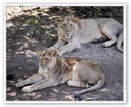 Lion Safari, Gir National Park