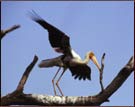 Painted Stork, Bhartpur Bird Sanctuary