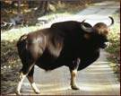 Bison, Kanha National Park
