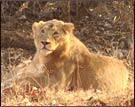 Lion, Gir National Park
