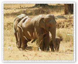 Elephant Safari, Kanha National Park