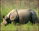 Rhino, kaziranga National Park
