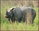 Rhino, Kaziranga National Park