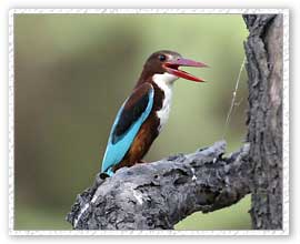 Kingfisher, Kaziranga National Park