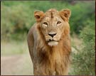 Lion, Gir National Park 