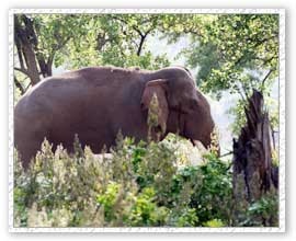 Elephant Safari, Nagarhole Wildlife Sanctuary