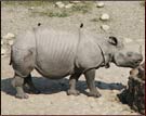 Rhino, Gorumara Natioanl Park