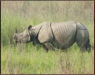 Rhino, Kaziranga Natioanl Park
